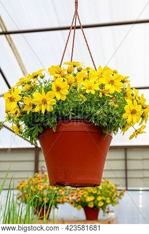 Close-up Of A Pot Of Yellow Bacopa Flowers Hanging In The Garden Center.