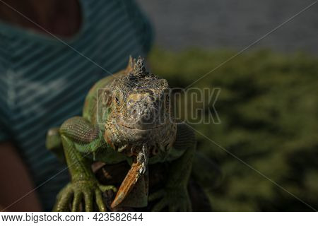 Close Up Of A Male Green Iguana Or American Iguana With Spines And Dewlap A Large Neck Bag. A Man Ho