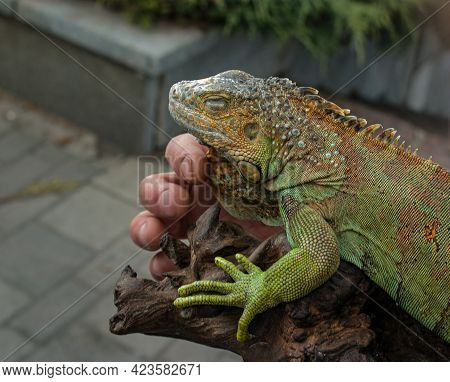 Close Up Of A Male Green Iguana Or American Iguana With Spines And Dewlap A Large Neck Bag. A Man Ho