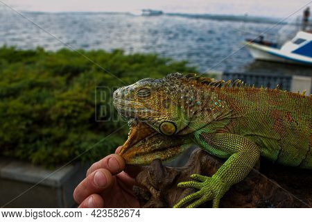 Close Up Of A Male Green Iguana Or American Iguana With Spines And Dewlap A Large Neck Bag. A Man Ho