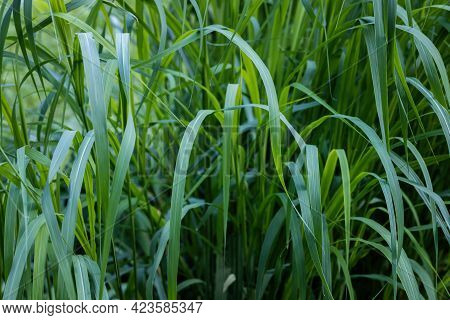 Green Long Grass Close Up In The Afternoon Of Summer.