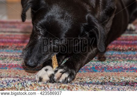Dog Bones As A Reward - Chew Bones