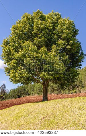 Tree In A Grass Field With Forest In Background, Pnhal Alto, Nova Petropolis, Rio Grande Do Sul, Bra