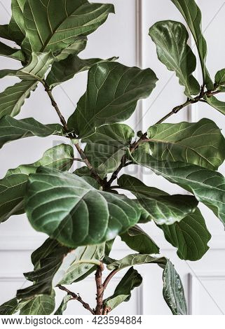 Fiddle leaf fig plant indoor