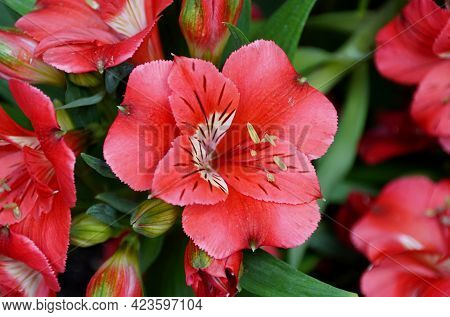 Bright Red Color Of Peruvian Lily 'colorita Kate' Flowers
