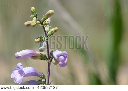 Lavender Large Beardtongue Or Penstemon Grandiflorus Wildflowers Blooming And Buds Opening In Spring