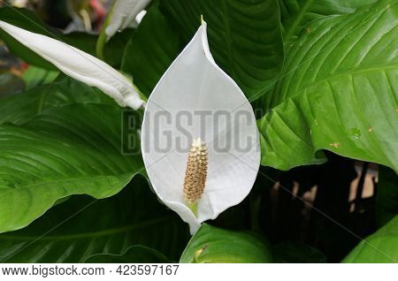 Beautiful White Spathe Flower 'sweet Pablo' At Full Bloom