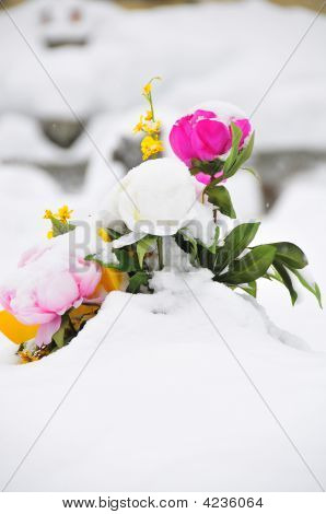 Fowers en un cementerio