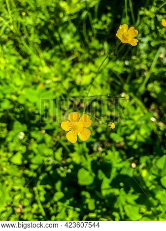 Stock Foto Field Colors In Summer In The Field