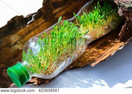 Young Green Plants In Plastic Bottle On Tree Bark. Ecology And Environmental Conversation. Earth Day