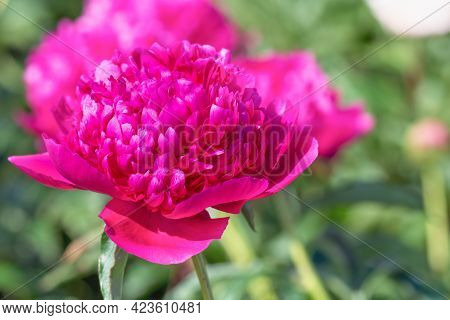Herbaceous Peonies Kobzar. The Bush Is Upright. The Flower Is Densely Rose-shaped. The Color Is Dark