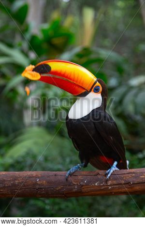 Colorful tucan in the wild jungla nearby Iguazu falls