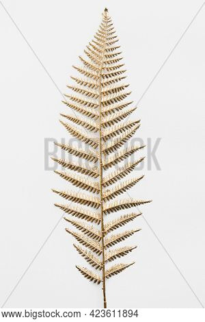 Golden leatherleaf fern plant on an off white background 
