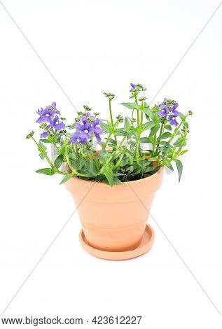 Beautiful Freshnes The Nemesia Blue Bird, 'nemesia Fruticans Hybrids In Blue-purple Or Violet And A 