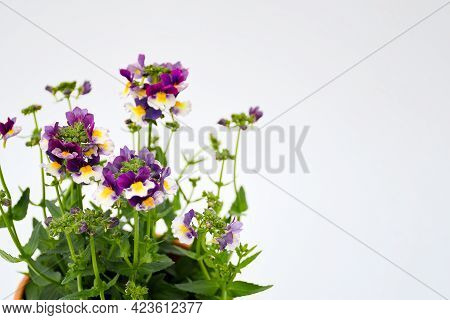 Beautiful Mix Viloet -white And Yellow Verbena Flowers Blooming  With Branch And Green Leavest On Wh
