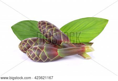 Phlai, Cassumunar Ginger, Bengal Root On White Background