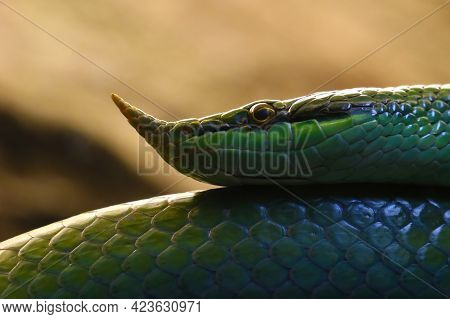 Close Up On A Green Nasal Snake