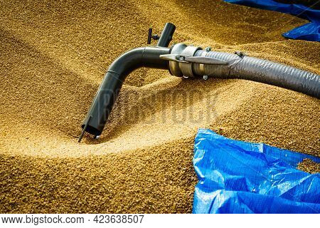 Heap Of Whole Grain Seeds Wheat Kernels And Machine Hose Tube. Farm Production Of Crops, Industry An