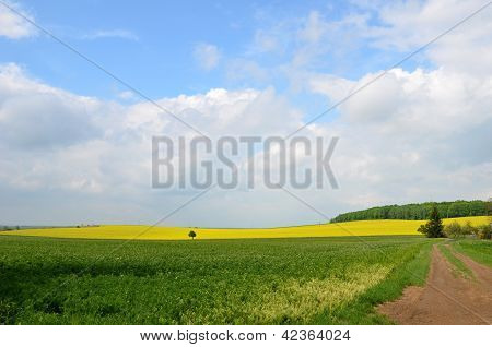 Letní krajina