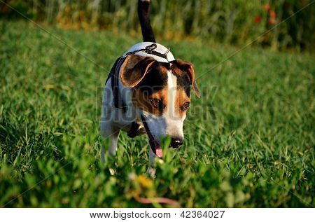 Jack Russel teriér