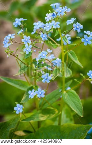 Beautiful Blue Myosotis Scorpioides Flowers With Leaves Blooming In Spring Forest.
