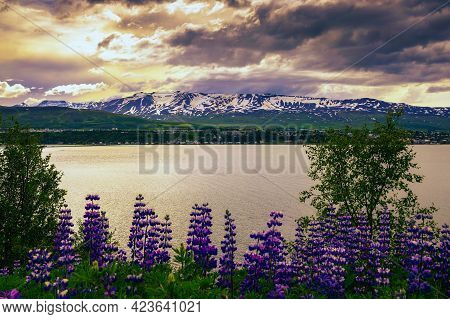 City Of Akureyri With Snowy Mountains And Fjord Eyjafjordur In Northern Iceland