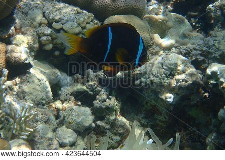 Cmall Clown Fish In The Red Sea Near The Beach