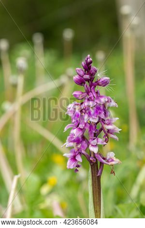 Close up of an early purple orchid (orchis mascula) flower in bloom