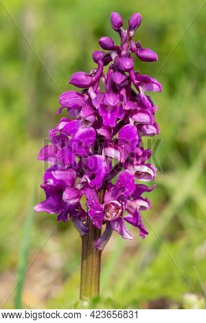Close up of an early purple orchid (orchis mascula) flower in bloom