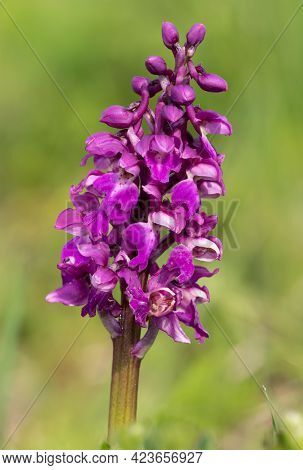Close Up Of An Early Purple Orchid (orchis Mascula) Flower In Bloom
