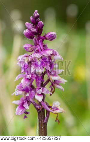 Close Up Of An Early Purple Orchid (orchis Mascula) Flower In Bloom