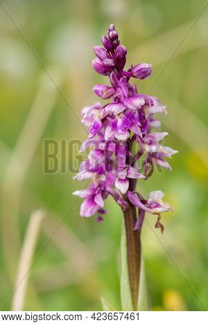 Close up of an early purple orchid (orchis mascula) flower in bloom