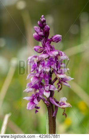 Close up of an early purple orchid (orchis mascula) flower in bloom