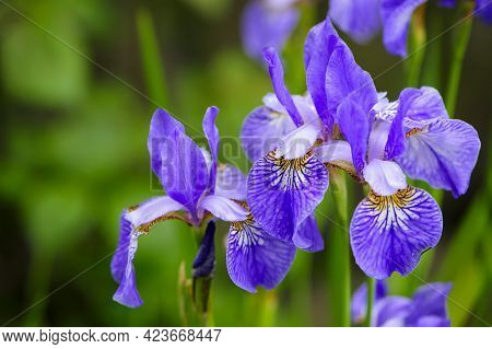Irideae. Purple Iris Flowers Are Blooming In The Garden. Blue And Purple Flowers In The Garden. Macr