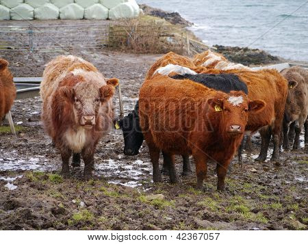 肉用牛