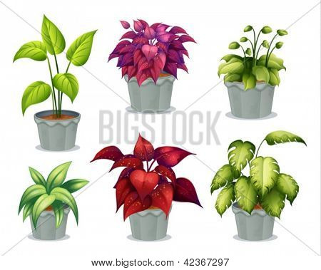 Illustration af seks ikke-blomstrende planter på en hvid baggrund