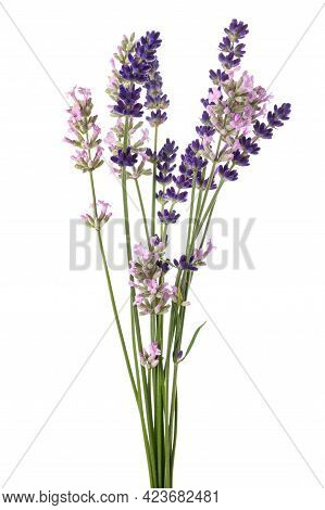 Lavender Flowers Bunch Isolated On White Background
