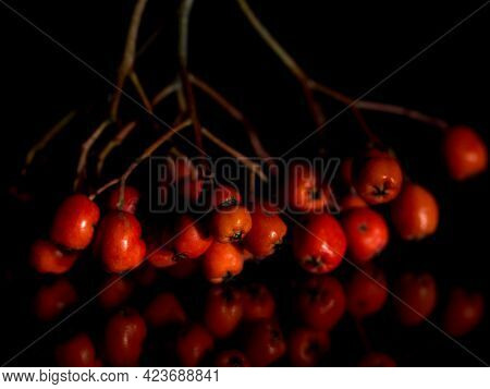 Rowan Berries Isolated On A Black Background