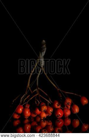 Rowan Berries Isolated On A Black Background