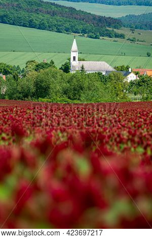 Idyllic Landscape And A Flowering Crimson Clover Farmland