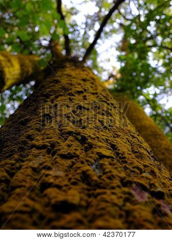 Muschio di coprire l'intero albero