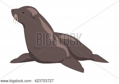 Seal Arctic Animal, Wild Polar Marine Mammal Cartoon Vector Illustration