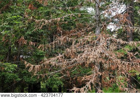 Disease Of Spruce Plants. Dried Spruce Plant In The Mountains Or Forest