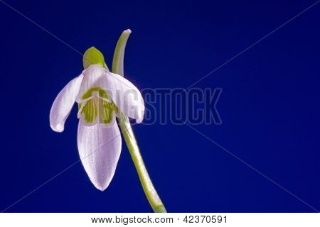 hvide almindelige vintergæk blomstre