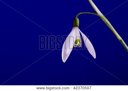 hvide almindelige vintergæk blomstre