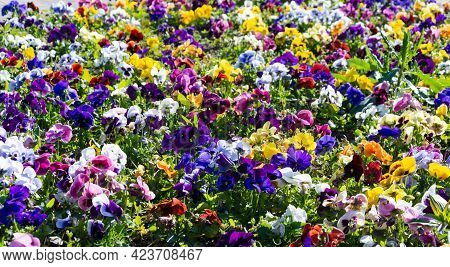 Colorful Garden Viola Flowers, Decorative Flora, Rich Colors And Shapes. Impressive Color Palette, C