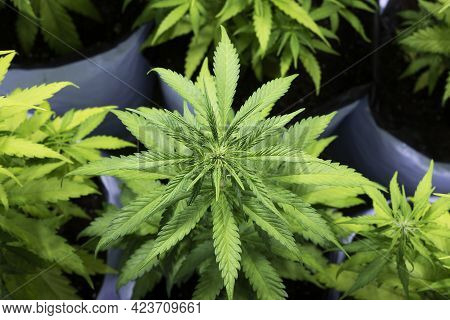 Hight Angle Photo Of Planting Marijuanna In Pots.