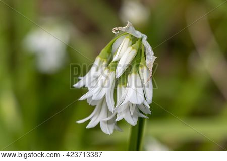 Three Cornered Leek (allium Triquetrum) Flower