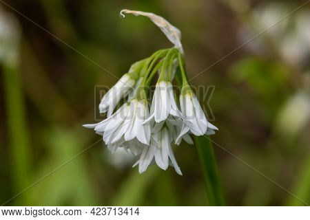 Three Cornered Leek (allium Triquetrum) Flower