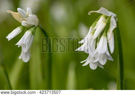 Three Cornered Leek (allium Triquetrum) Flower